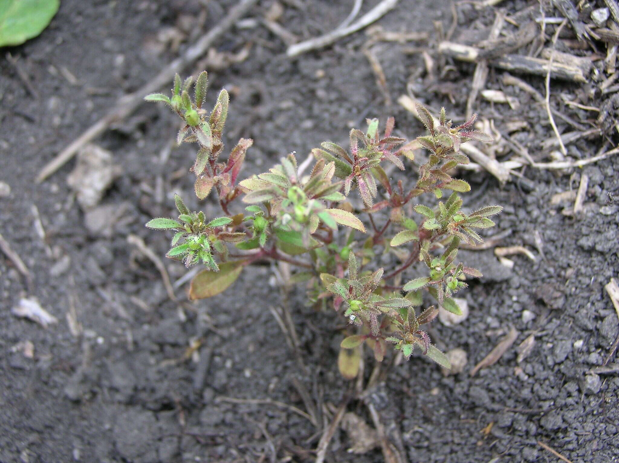 Image of small phacelia