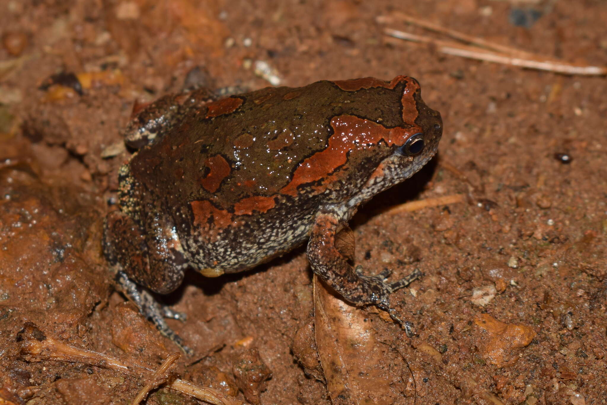 صورة Uperodon taprobanicus (Parker 1934)