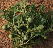 Image of <i>Solanum <i>supinum</i></i> var. supinum