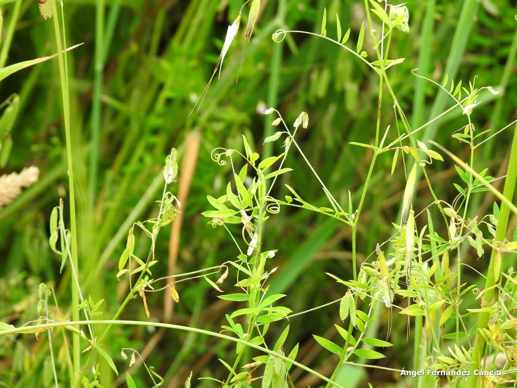 Imagem de Vicia pubescens (DC.) Link