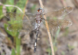 Image of Pale-faced Clubskimmer