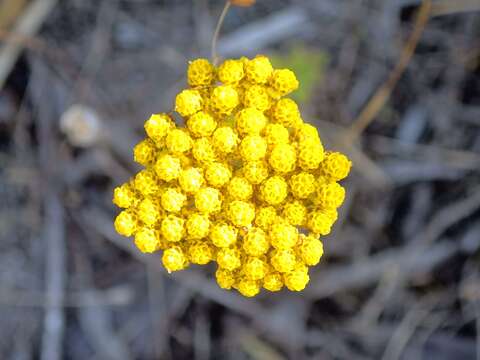 Слика од Achillea ageratum L.