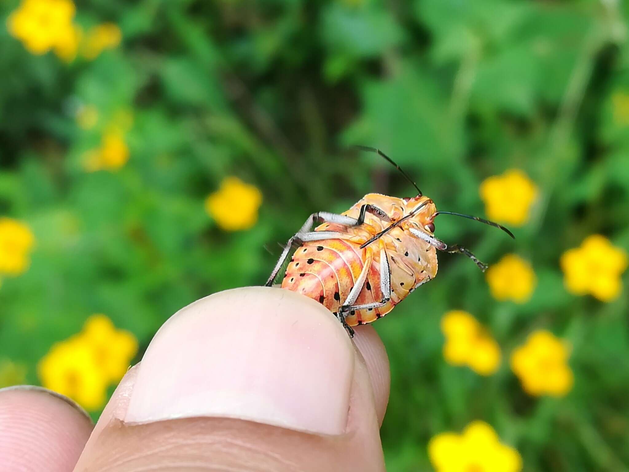 Image of Stink bug