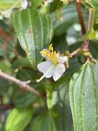 Image of Amphorocalyx latifolius H. Perrier