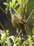 Image of Actinodura waldeni daflaensis Godwin-Austen 1875