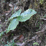 Image of Arisaema griffithii Schott