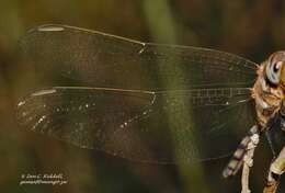 Слика од Orthetrum brachiale (Palisot de Beauvois 1817)