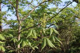 Imagem de Aesculus glabra var. glabra