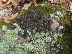 Image of Beauvois' spotted felt lichen