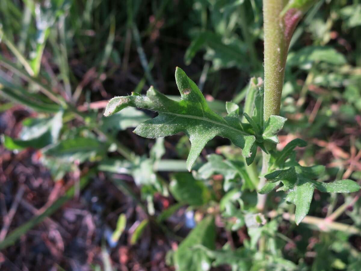 Imagem de Oenothera laciniata Hill