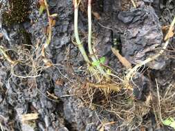 Imagem de Epilobium lactiflorum Hausskn.