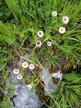 Image de Erigeron glabratus subsp. glabratus Hoppe & Hornsch. ex Bluff & Fingerh.