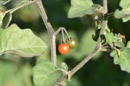 Image of hairy nightshade