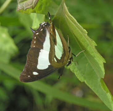 Image of Polyura arja Felder 1866