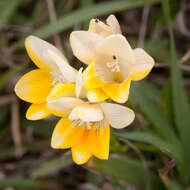 Image of Freesia leichtlinii subsp. leichtlinii