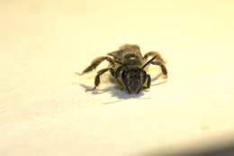 Image of Andrena canadensis Dalla Torre 1896