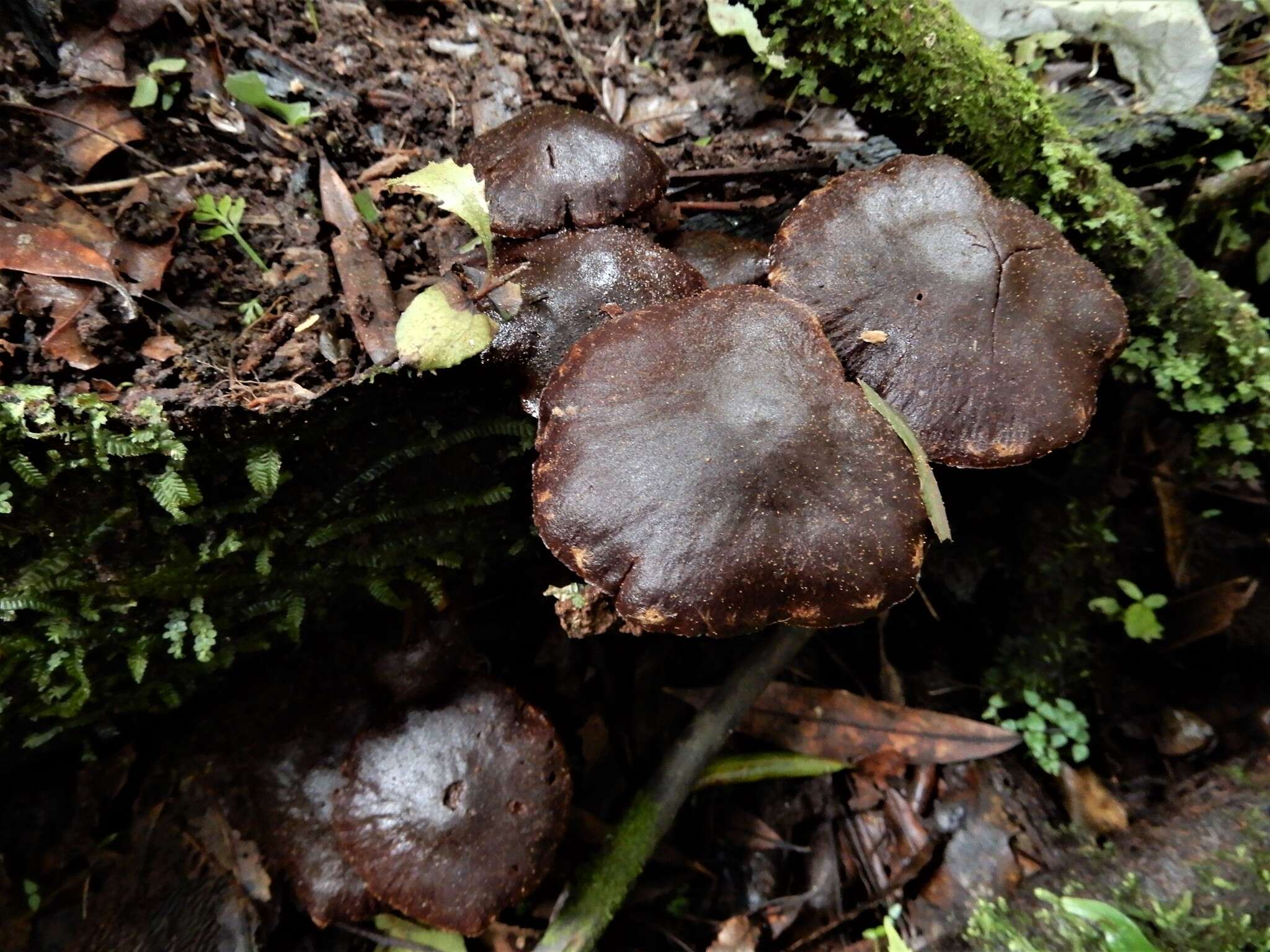 Image of Hypholoma brunneum (Massee) D. A. Reid 1956