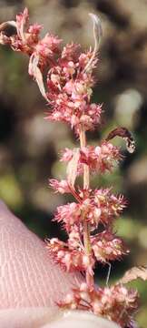 Image of Rumex ucranicus Fisch.