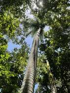 Image of Puerto Rico royal palm