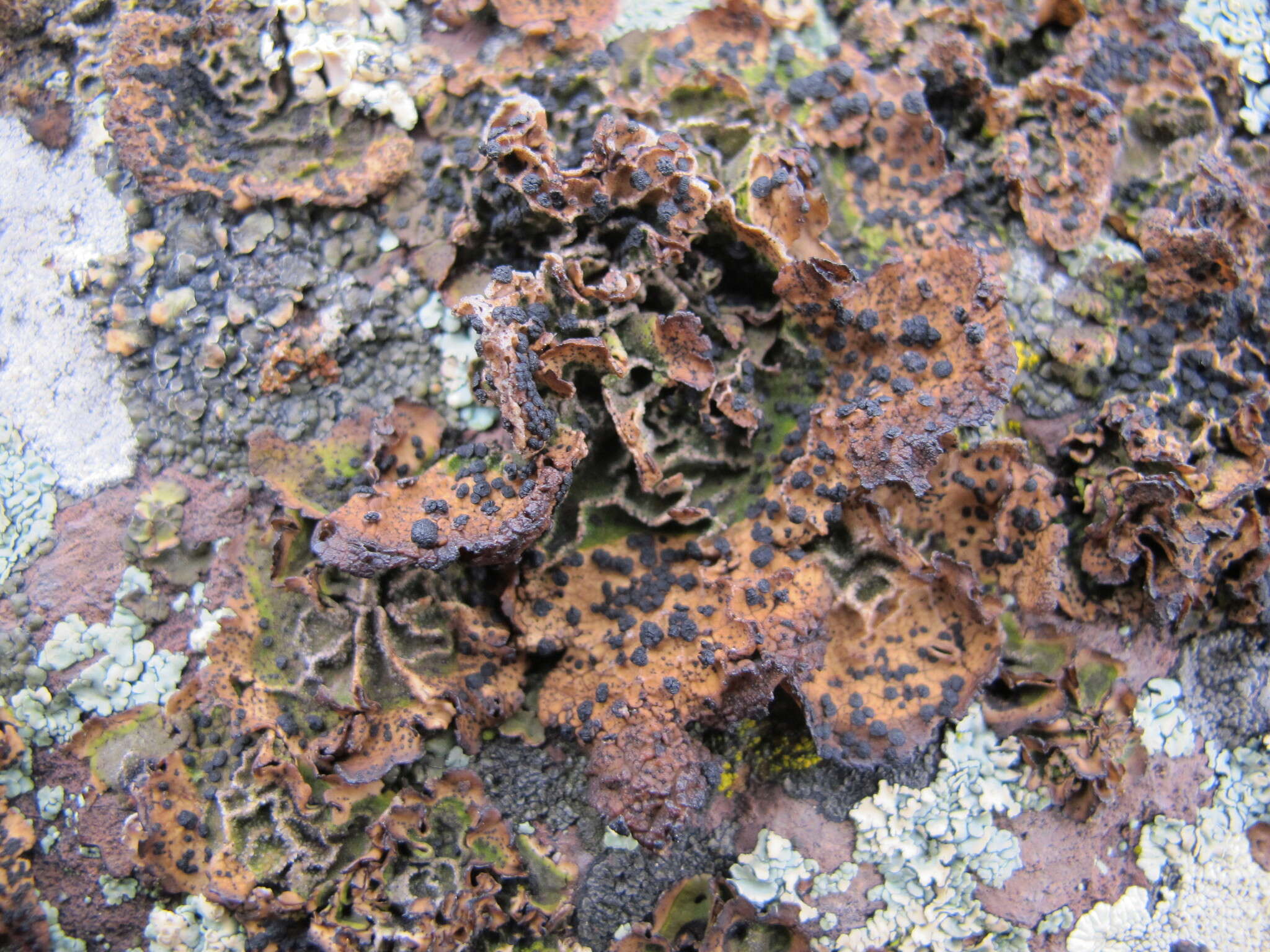 Image of Krascheninnikov's navel lichen