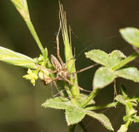 Image of Anyphaena californica (Banks 1904)