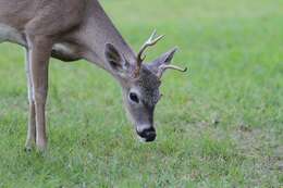 Image of Key deer