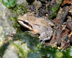 Image of Caribbean white-lipped frog