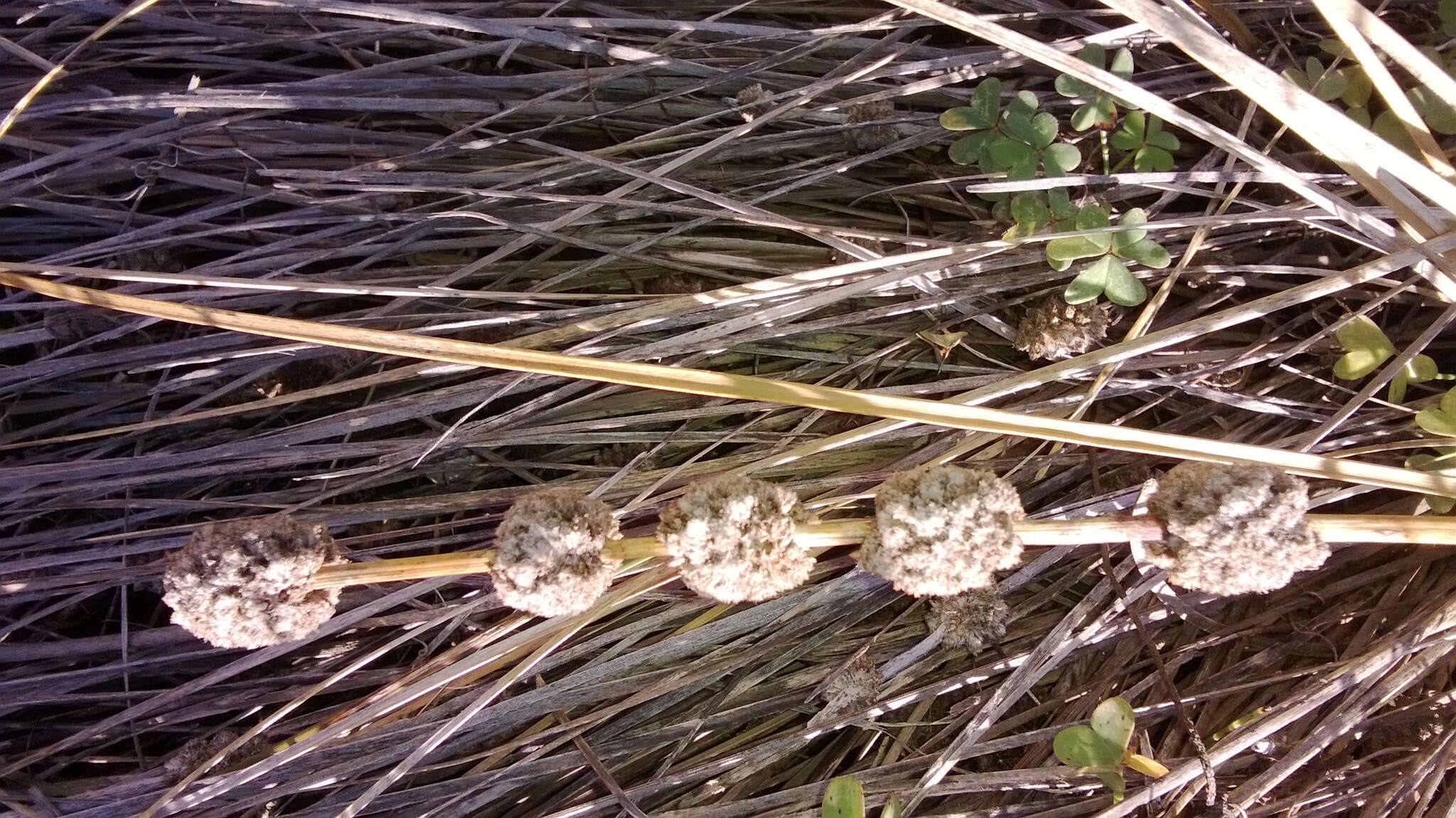 Sivun Lomandra leucocephala subsp. robusta A. T. Lee kuva