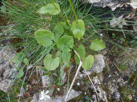 Image of Doronicum columnae Ten.