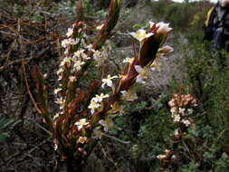 Image of Struthiola salteri Levyns