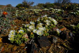 Imagem de Drosanthemum framesii L. Bol.