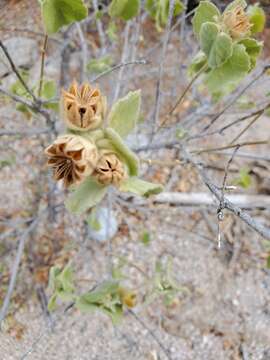 Imagem de Abutilon californicum Benth.