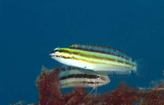 Image of Short-head Sabretooth Blenny