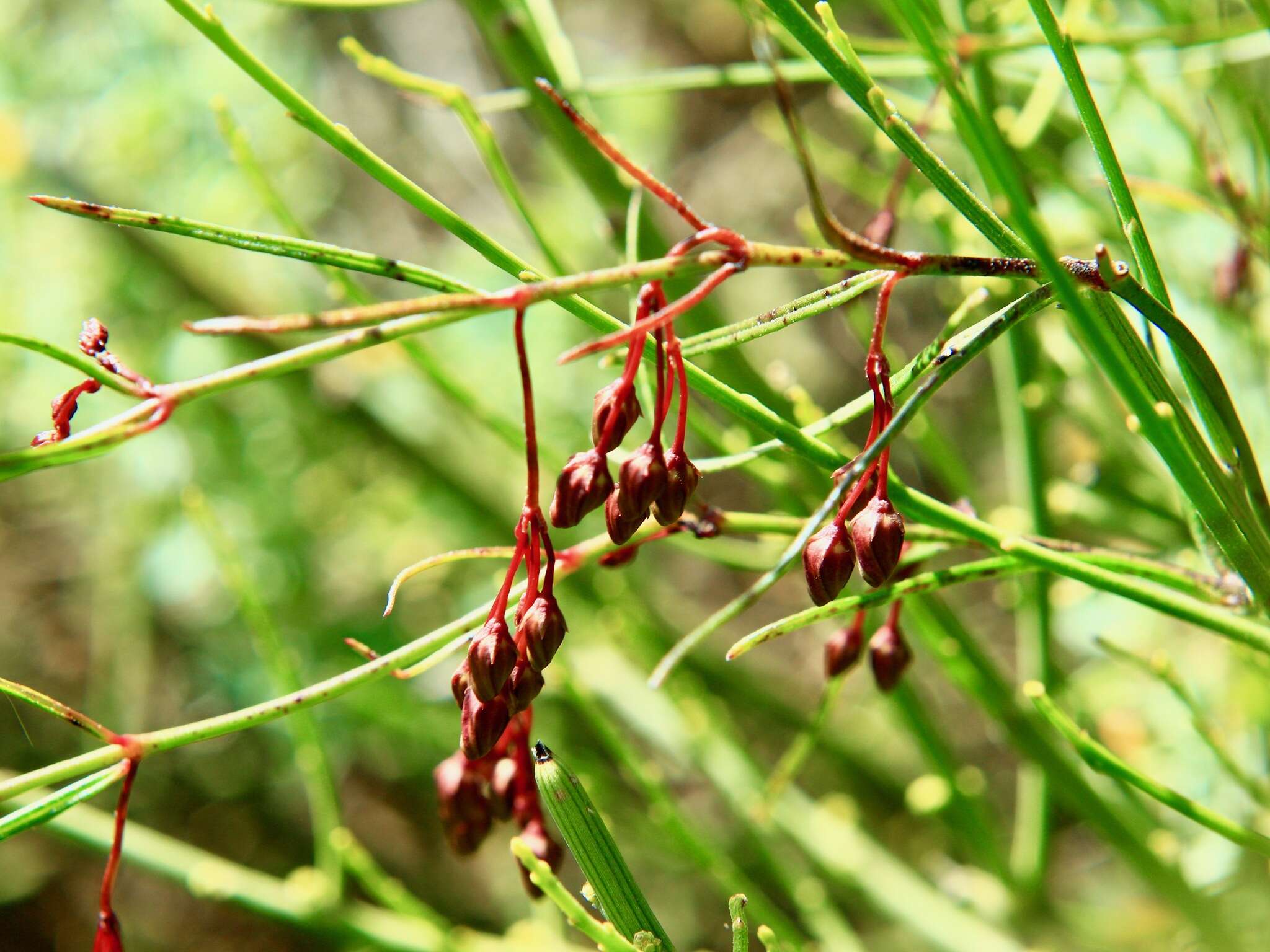 Image of <i>Vincetoxicum lineare</i>