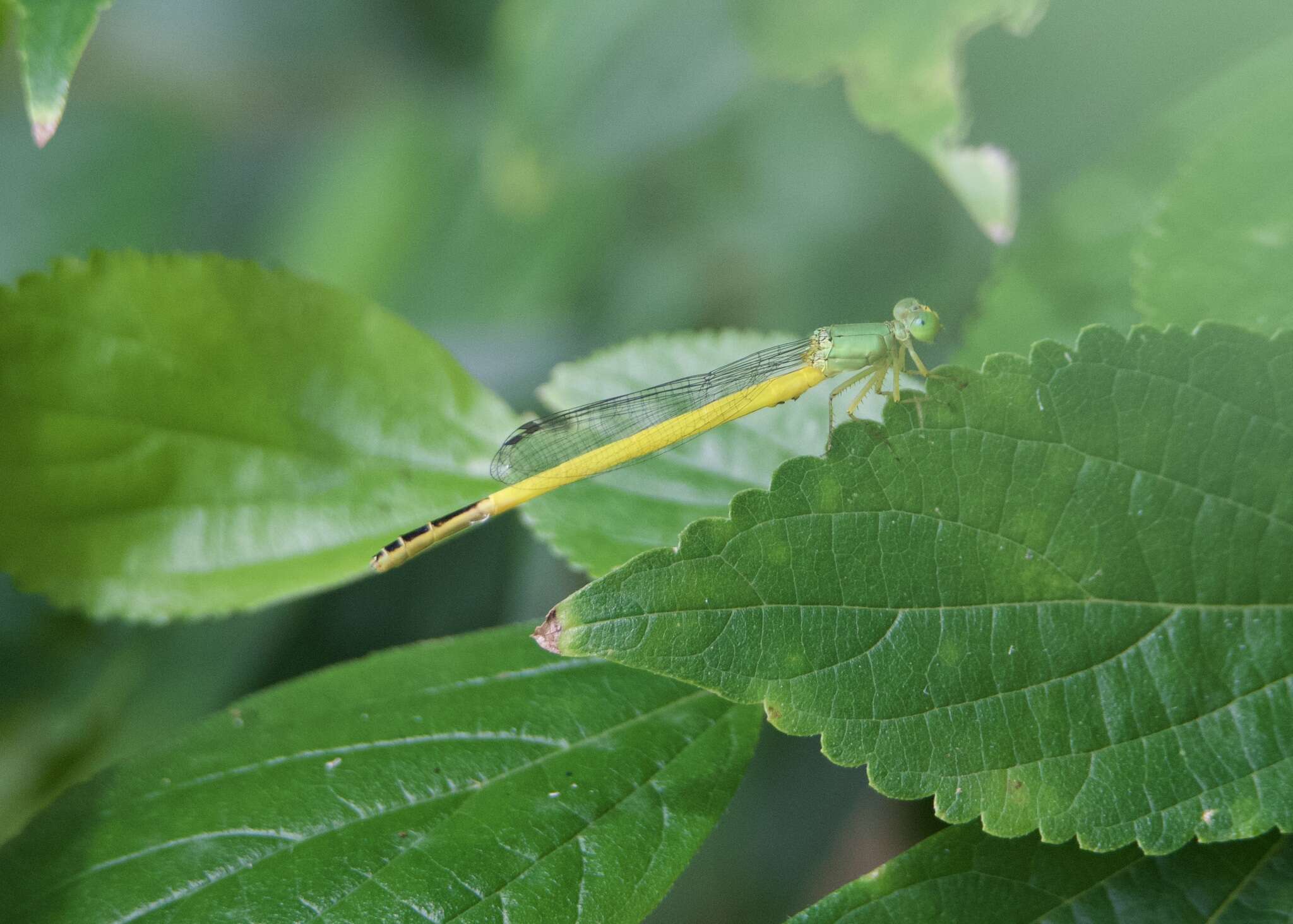 Image of Ceriagrion melanurum Selys 1876