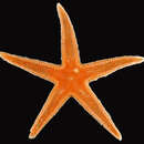 Astropecten americanus (Verrill 1880)的圖片