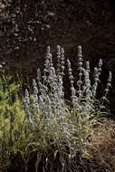 Image of Stachys cretica L.