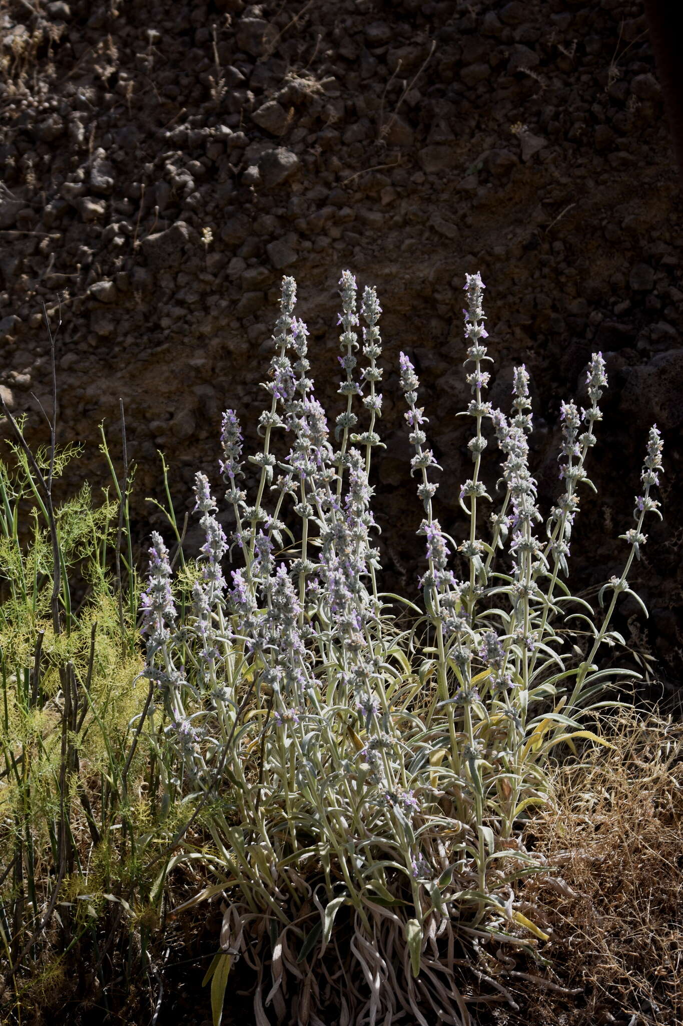 Stachys cretica L. resmi