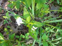 صورة Ruellia purshiana Fern.