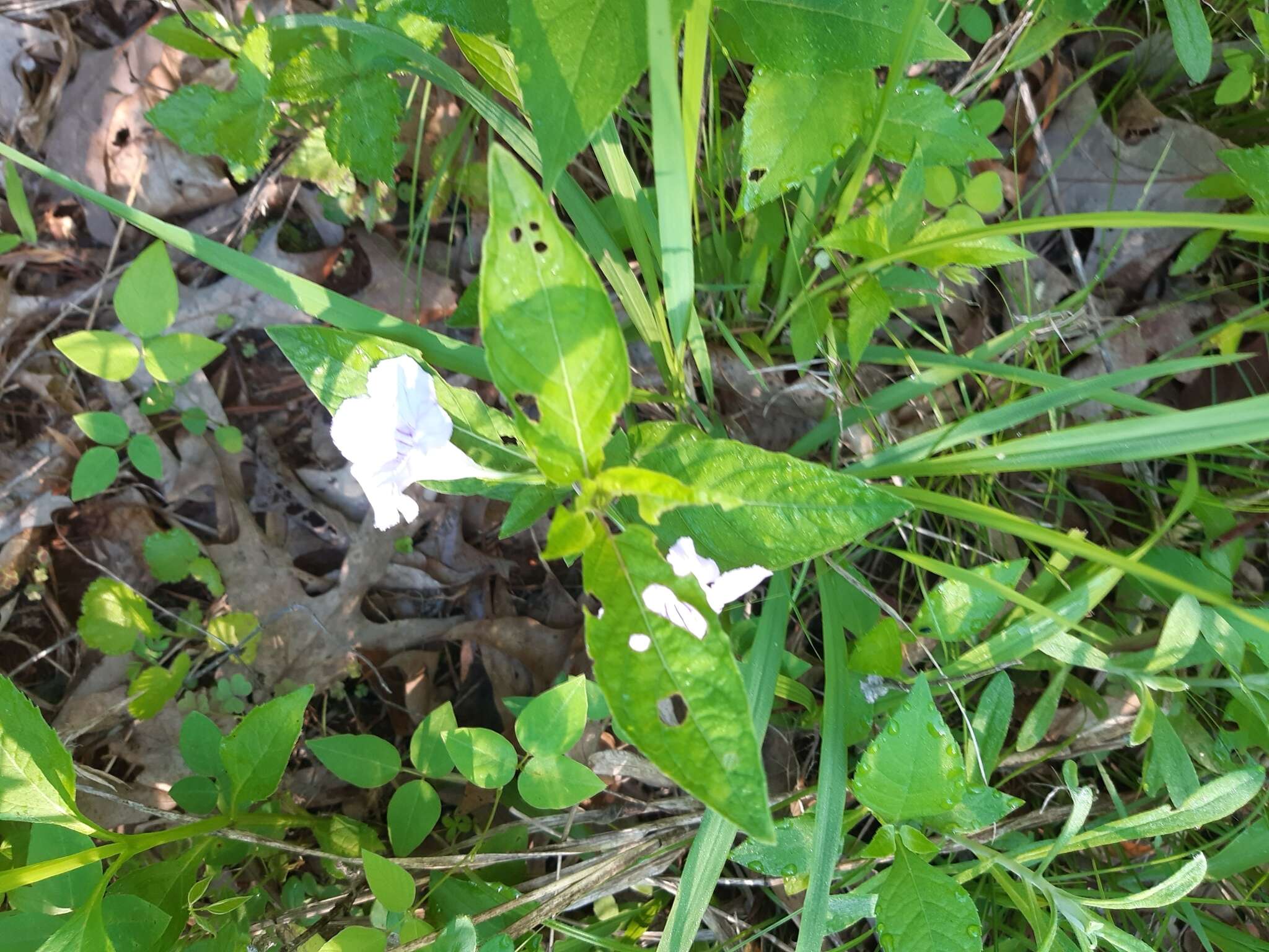 صورة Ruellia purshiana Fern.