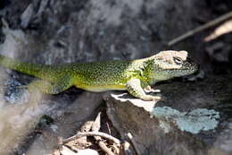 Image of Casuhatien Anole