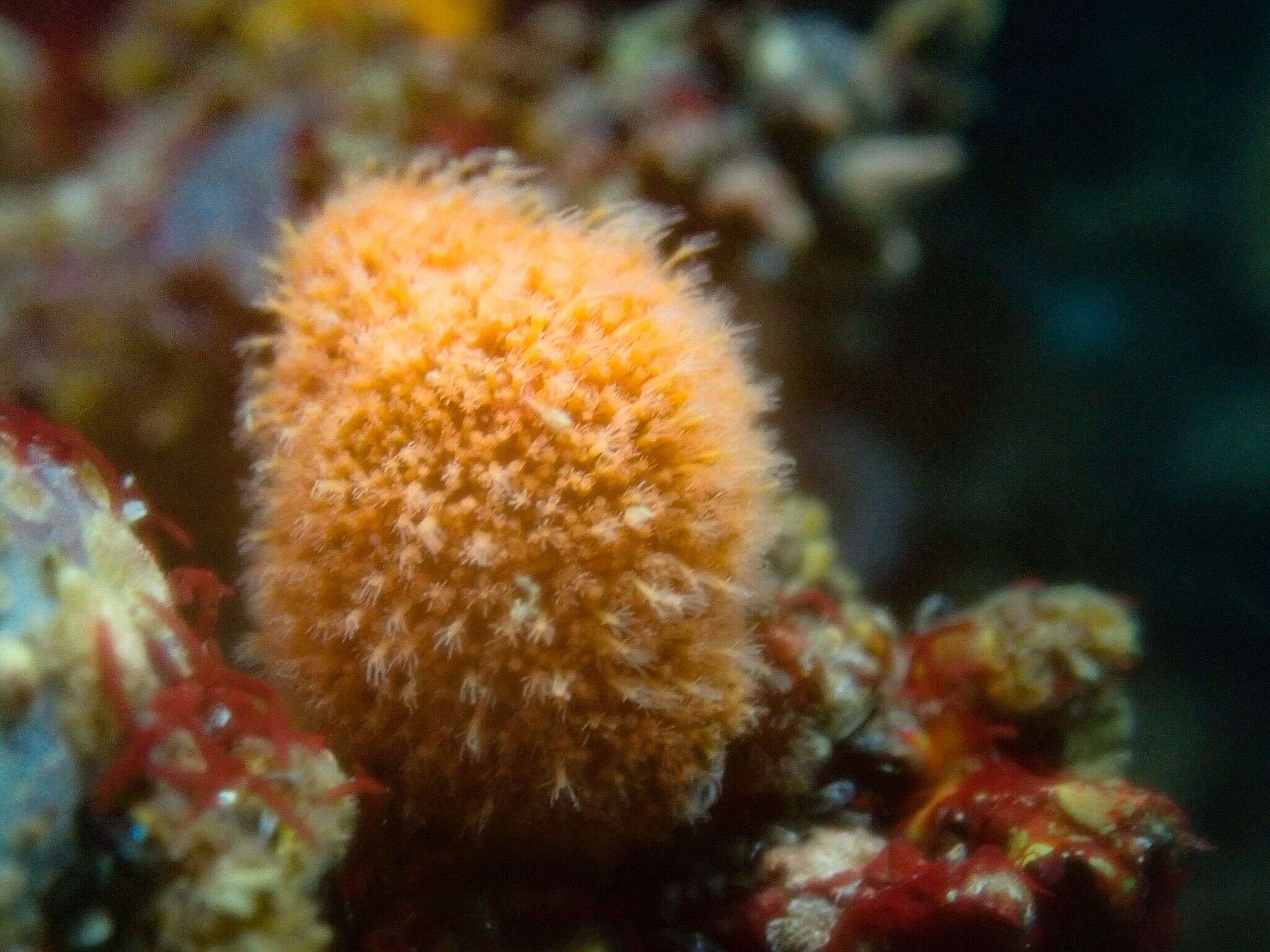 Image of scaly dogwhelk