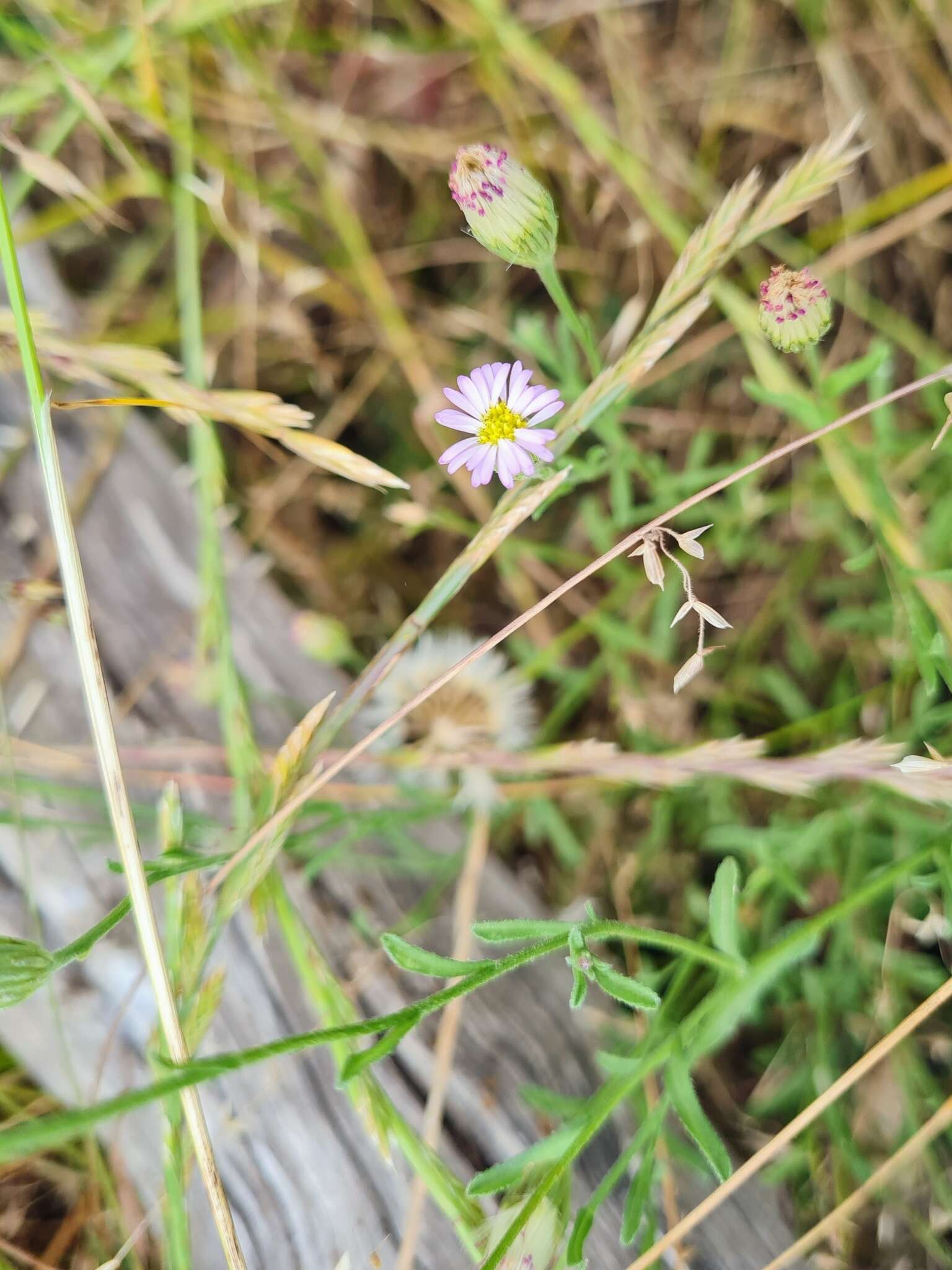 Image of Vittadinia cuneata DC.