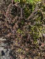 Image of purple crowberry