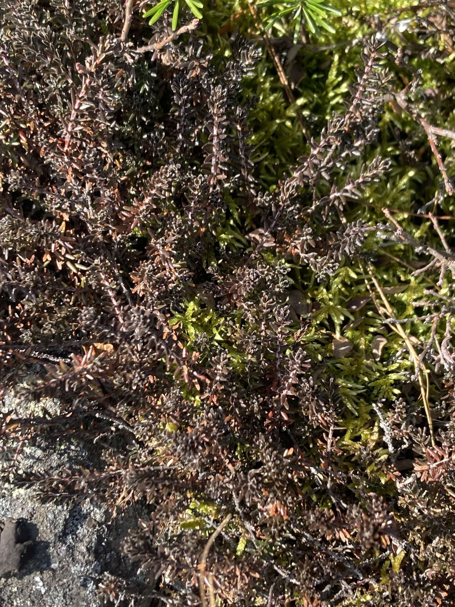 Image of purple crowberry