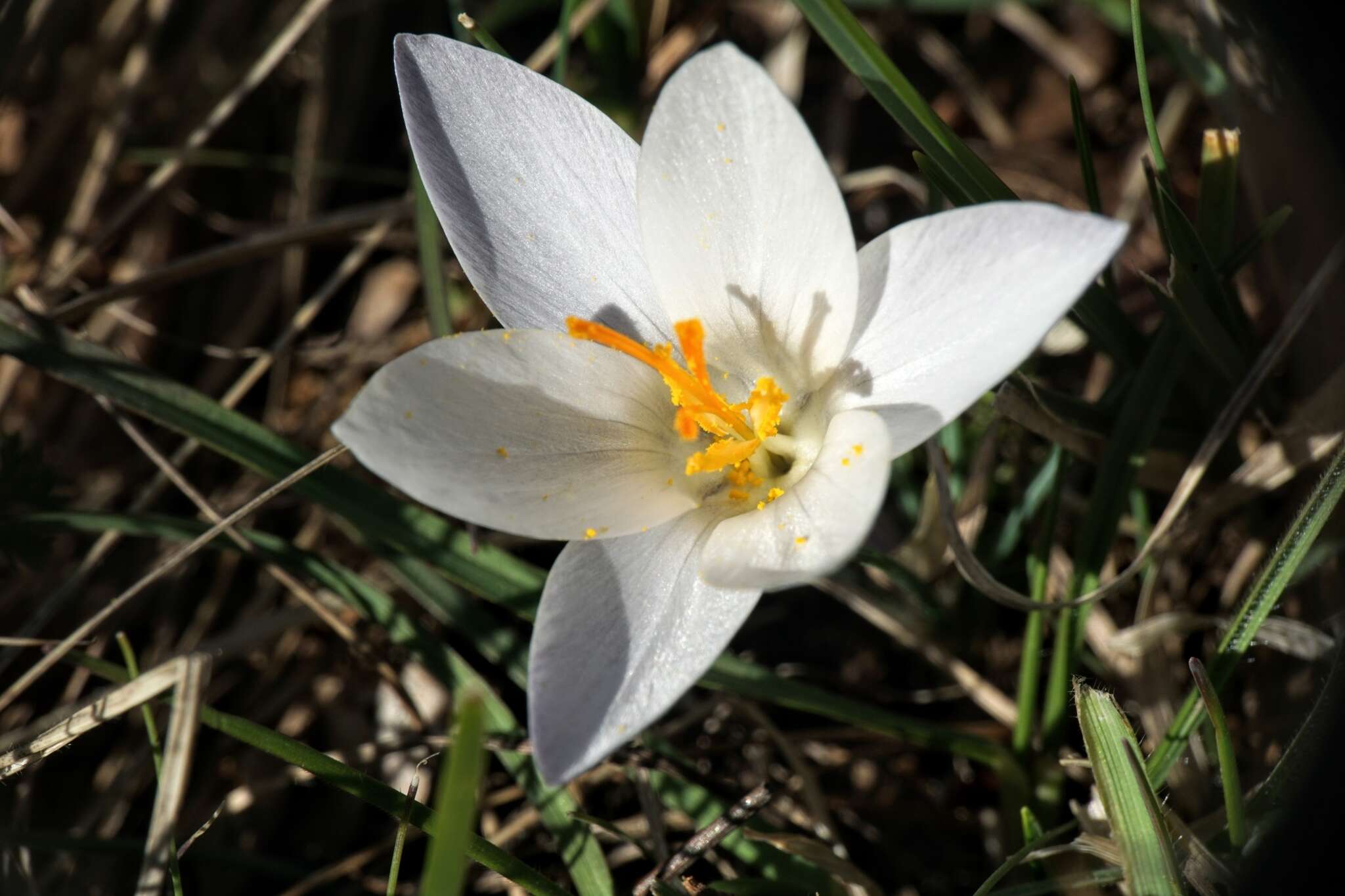 Image of Crocus weldenii Hoppe & Fürnr.