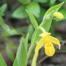 Image of Dickinson's lady's slipper