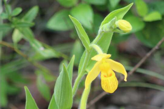 Image of Dickinson's lady's slipper