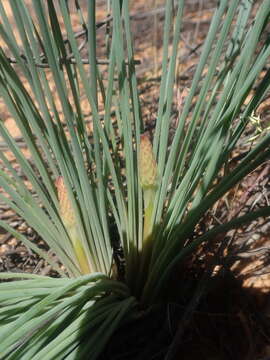 Image of Drimia fragrans (Jacq.) J. C. Manning & Goldblatt