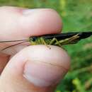 Megaulacobothrus aethalinus (Zubovski 1899) resmi